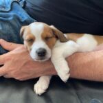 Effective Scent Training for Dogs: How to Develop Your Dog's Incredible Sniffing Skills