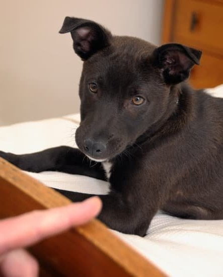 Dog Training Certification Every Day Interests Dog Training Certification Every Day Interests