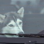 Happy dog enjoying successful obedience training at Lucky Dog Training facility