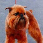 Effective methods for dog training for aggressive dogs - positive reinforcement, behavior modification, professional guidance