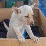 Dog Training Nashville Professional dog training services in Nashville for obedient, well-behaved pets