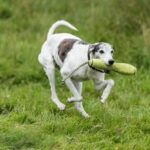 Dog Boarding and Training Professional dog boarding and training services for all breeds and ages