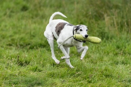 Professional dog boarding and training services for all breeds and ages