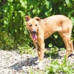 Dog Training Services Professional dog training services for obedience and behavior modification, DOG TRAINING SERVICES