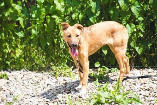 Professional dog training services for obedience and behavior modification, DOG TRAINING SERVICES