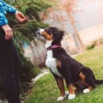 Emotional Support Dog Training Emotional Support Dog Training: Building Confidence and Comfort for Both You and Your Canine Companion
