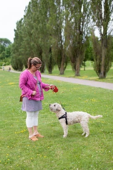 Small Dog Training Collar 1 Effective and humane small dog training collar for behavioral correction and obedience training