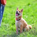 Dog Training Schools Enroll in top-rated dog training schools to master obedience and behavior. Expert instructors guide you every step of the way