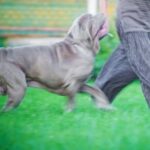 Spacious, dog-friendly trains accommodating large breeds for comfortable travels