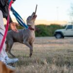 Dog Bite Training Effective Dog Bite Training Techniques: Protect yourself and your pet