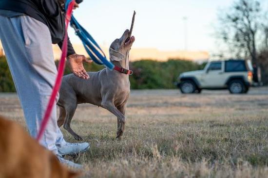 Dog Bite Training 1 Effective Dog Bite Training Techniques: Protect yourself and your pet