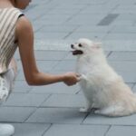 Golden Gate Park Dog Training Area Garden filled training area at Golden Gate Park for dog obedience and socialization