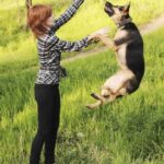 How to House Train an Adult Dog: Step-by-Step Guide for Effective Training