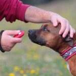 Dog Training Sacramento Professional Dog Training Services in Sacramento - Enroll Now