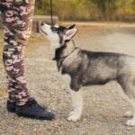 Effective Remote Dog Training Collars for Behavior Correction and Obedience Training