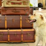 Crate Training Adult Dog Effective crate training for adult dogs: tips, techniques, and success stories