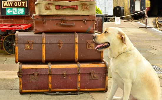 Effective crate training for adult dogs: tips, techniques, and success stories