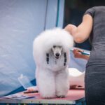 Dog Training San Diego Professional dog training services in sunny San Diego, CA for well-behaved pets