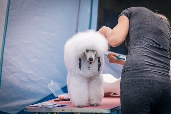 Dog Training San Diego 1 Professional dog training services in sunny San Diego, CA for well-behaved pets