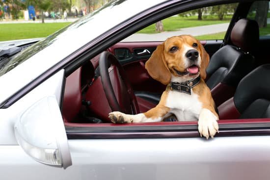 Dog Training Phoenix 1 Professional dog training services in Phoenix, AZ for all breeds and behavior issues