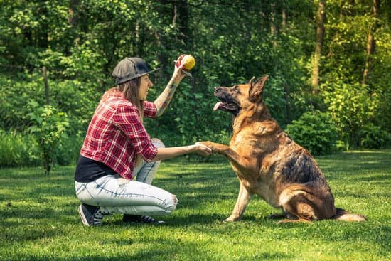 Step-by-step guide on how to train a dog not to bark using positive reinforcement techniques