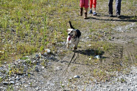 Police dog training: K-9 officer learning obedience commands and scent detection techniques