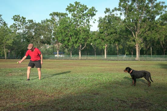 Comprehensive Dog Protection Training Program for Various Situations