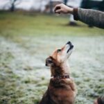 Dog Recall Training Effective Dog Recall Training: Use Positive Reinforcement and Consistency for Success