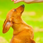 Best Dog Training Collars Top-rated dog training collars for effective behavior modification - Best Dog Training Collars