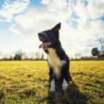 Effective clicker training for dogs: shaping behavior with positive reinforcement