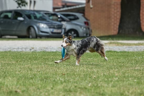 Agility dog training: Canine sports for agility competitions and obedience training