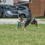 Professional dog training in San Antonio with certified trainers for better behavior and obedience