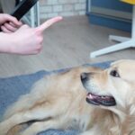 Durable and Adjustable Dog Training Harness for Obedience and Leash Control