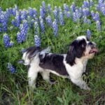 American Standard Dog Training American Standard Dog Training: Professional obedience classes for all breeds, focused on positive reinforcement and effective communication