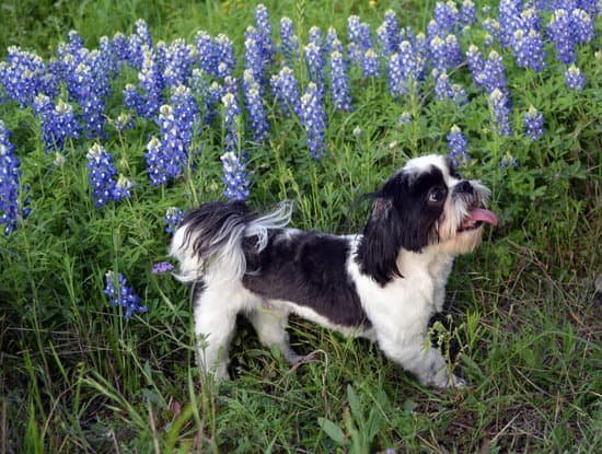 American Standard Dog Training: Professional obedience classes for all breeds, focused on positive reinforcement and effective communication