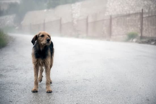 LEASH TRAINING A DOG: Demonstrate proper techniques for teaching a dog to walk on a leash calmly