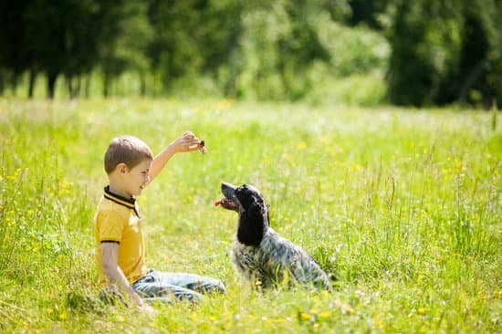 Revolutionize canine behavior with the best dog training app available today