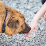 Professional dog training services in Tucson