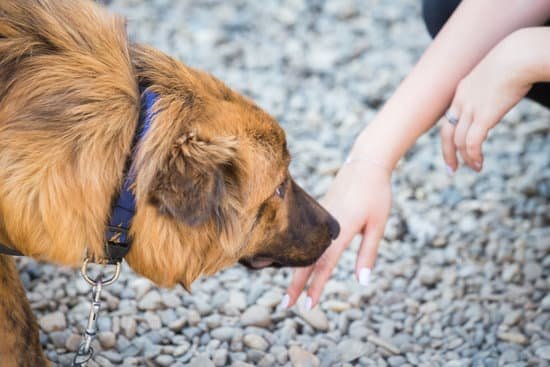 Dog Training Tucson 1 Professional dog training services in Tucson