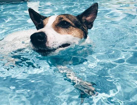 How to House Train a Dog 1 How to House Train a Dog: Step-by-Step Guide for Beginners