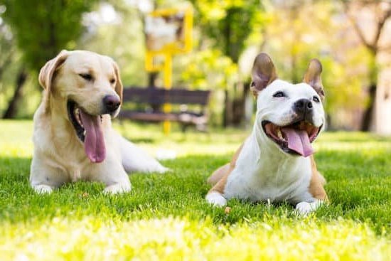 Basic Dog Training 1 Basic Dog Training: Essential Commands and Techniques for Obedient Pets