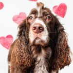 How Long Does It Take to Potty Train a Dog How long does it take to potty train a dog: Tips for Success