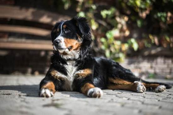 Effective training for aggressive dogs - professional guidance for behavioral improvement