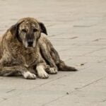 Dog Training Hand Signals Effective communication: DOG TRAINING HAND SIGNALS demonstrated through clear, consistent movements