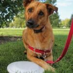 Cesar Millan Dog Training Cesar Millan Dog Training: Expert techniques for a well-behaved pup