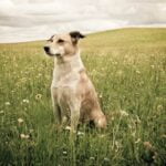 Dog Trainer Certification Obtain your professional Dog Trainer Certification to help dogs and their owners reach their full potential
