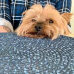 McCann Dog Training McCann Dog Training - Professional obedience and behavior training for all breeds and sizes