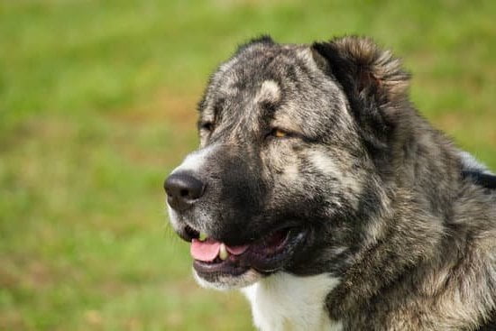 Highly effective Dog Training Collars with Remote for obedience training, keyword: DOG TRAINING COLLARS WITH REMOTE