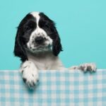 Dog Training Indianapolis Professional dog training services in Indianapolis, tailored to your pet's needs and your schedule