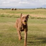 Rescue dog learning potty training
